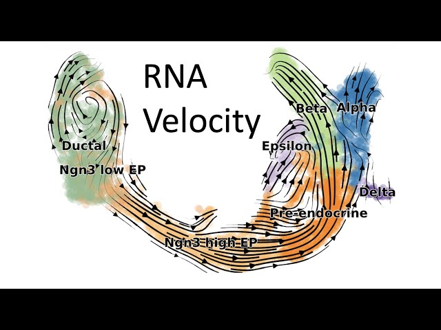 RNA velocity
